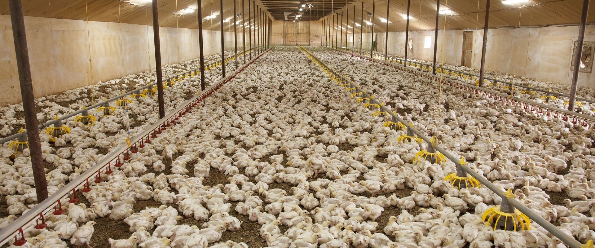 chicken